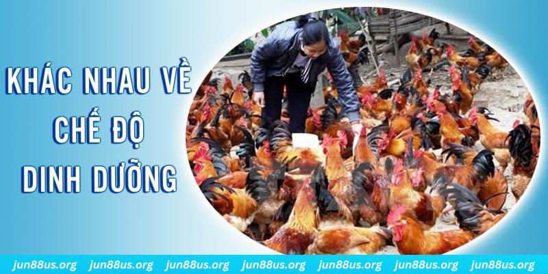 code 88 Đại Chiến Đỏ Đen