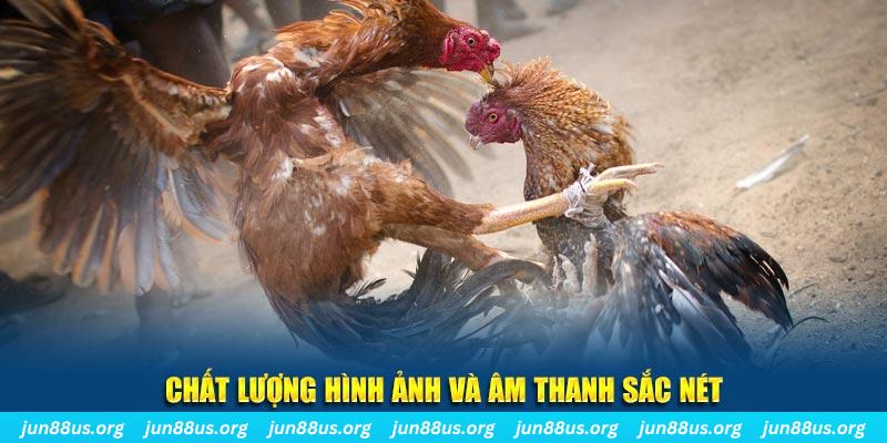 code 88 gà chọi tiêu phong