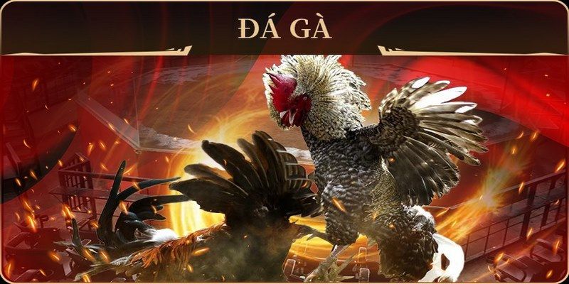 code 88 đá gà trực tiếp campuchia