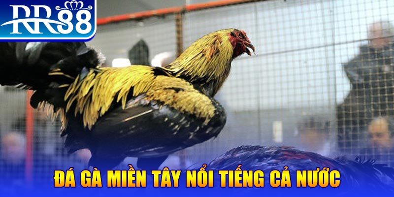code 88 đá gà 88